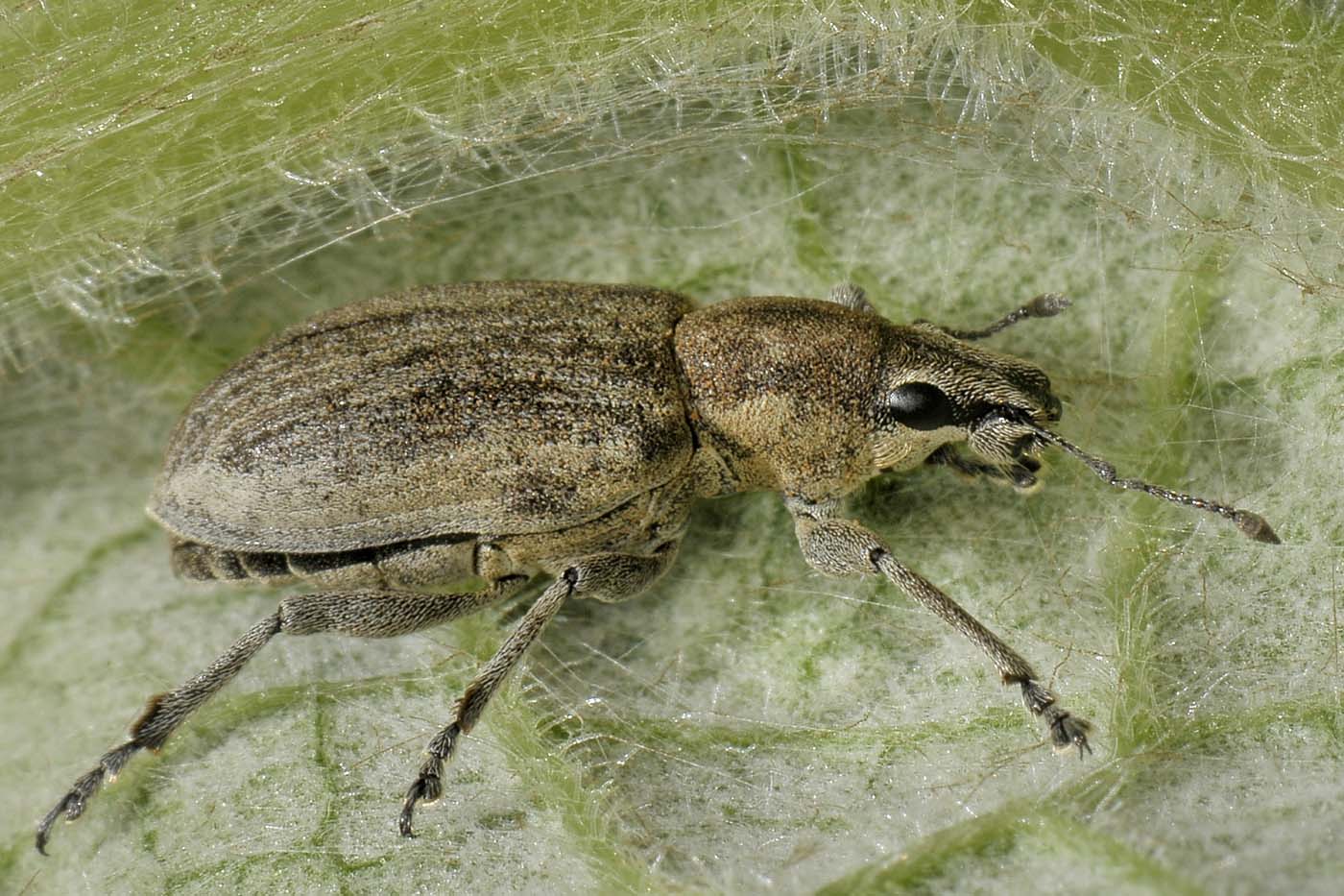 Curculionidae: Tanymecus palliatus?